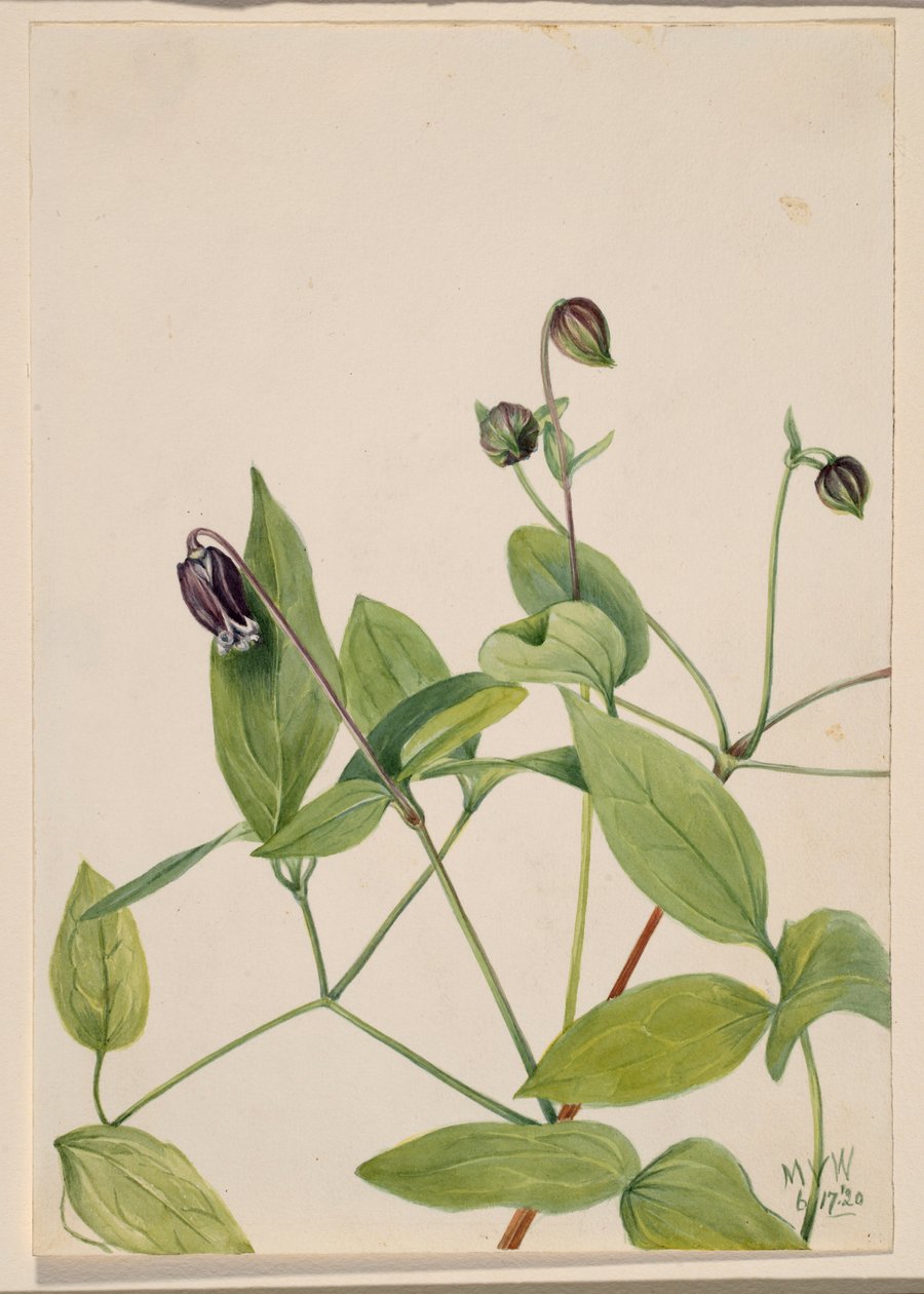 Lederbloem (Clematis viorna) door Mary Vaux Walcott