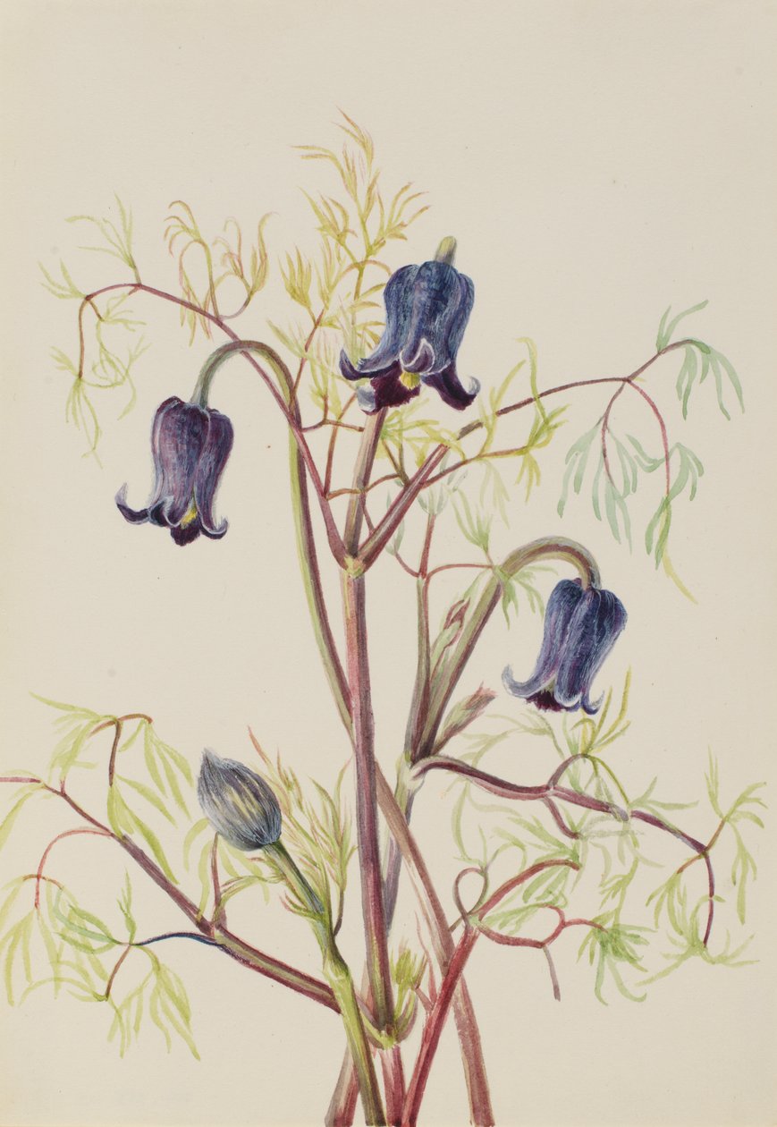Lederbloem Clematis hirsutissima, ca. 1930s door Mary Vaux Walcott