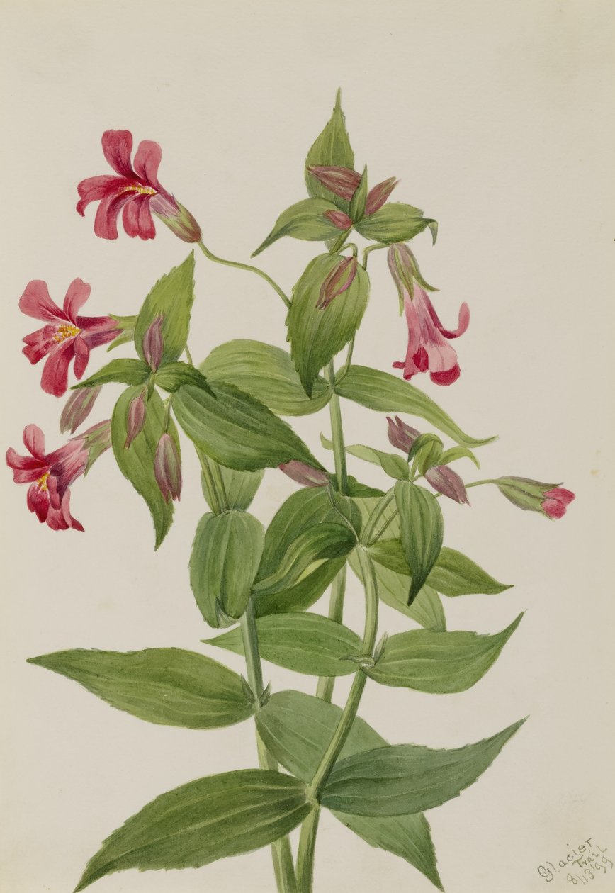 Lewis apenbloem (Mimulus lewisii) door Mary Vaux Walcott