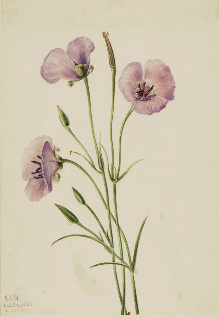 Lila Mariposa Calochortus splendens, 1926 door Mary Vaux Walcott