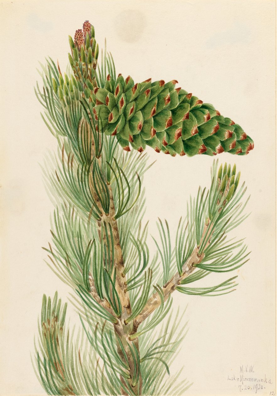 Grove den (Pinus flexilis) door Mary Vaux Walcott