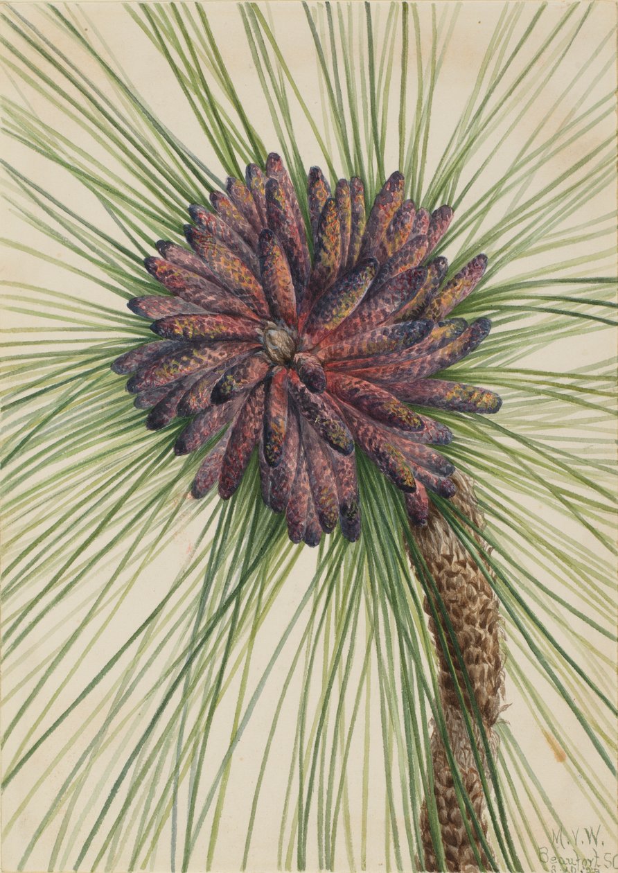 Langbladige den (Pinus palustris) door Mary Vaux Walcott