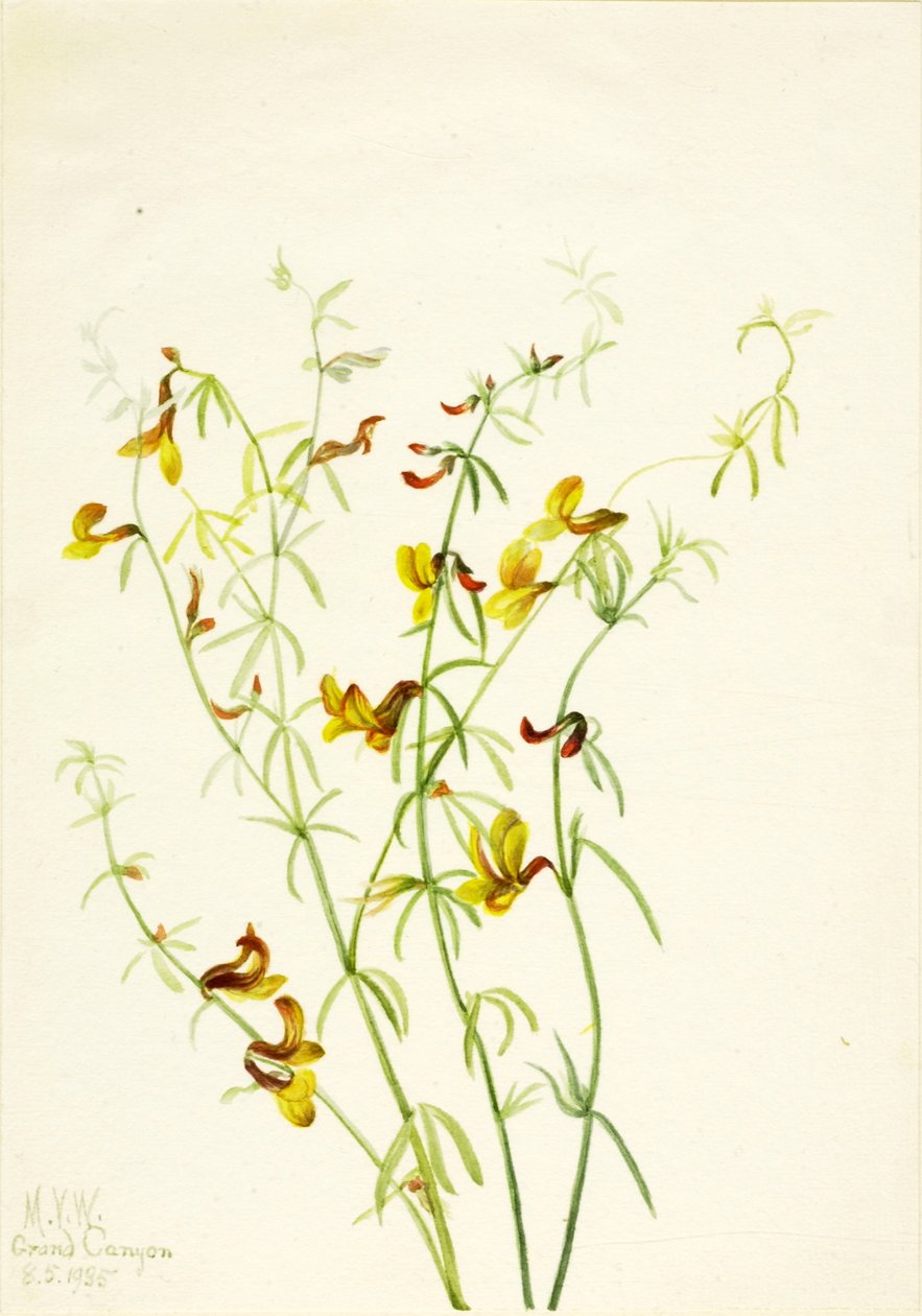 Lotus puberulus door Mary Vaux Walcott