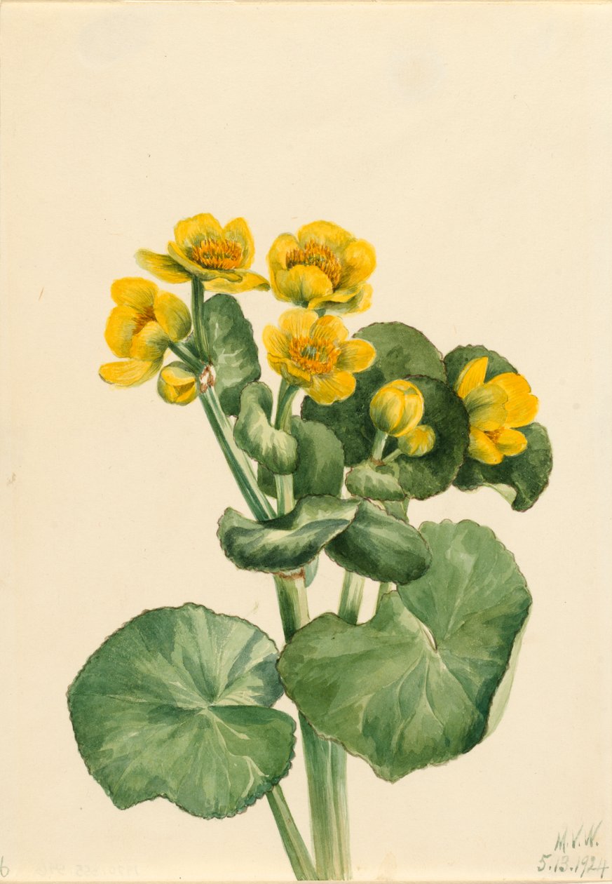 Moerasboterbloem Caltha palustris, 1924 door Mary Vaux Walcott