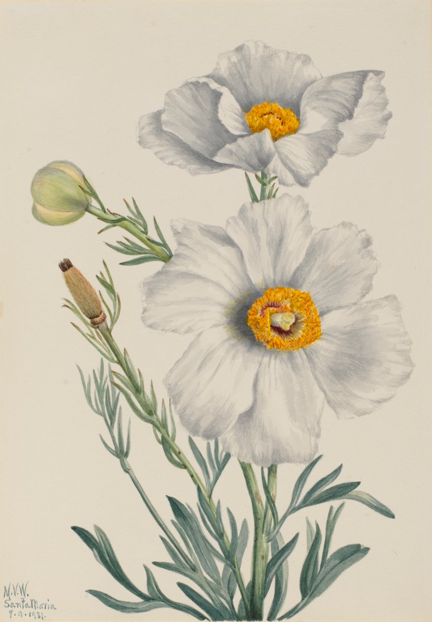 Matilija Poppy Romneya coulteri, 1931 door Mary Vaux Walcott