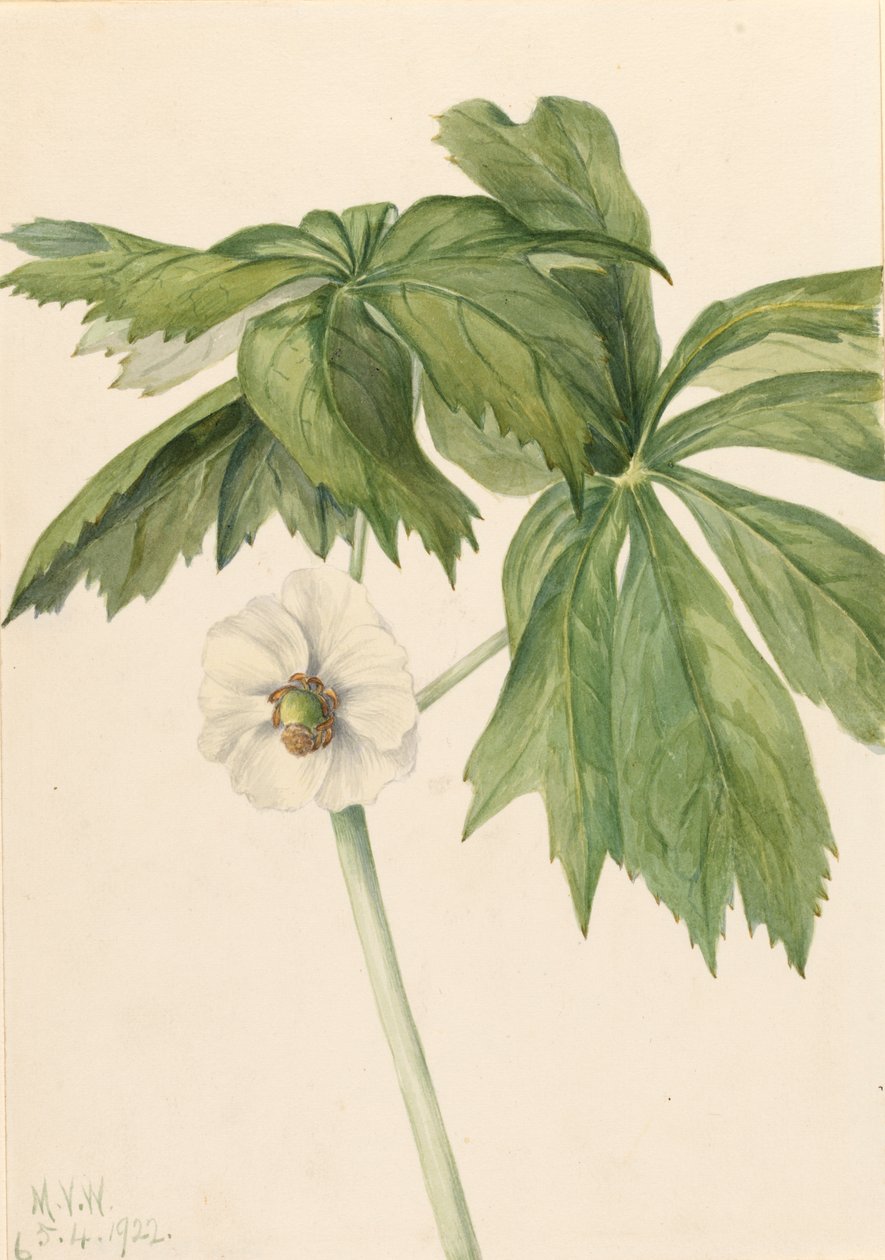 Mayapple Podphyllum paltatum door Mary Vaux Walcott