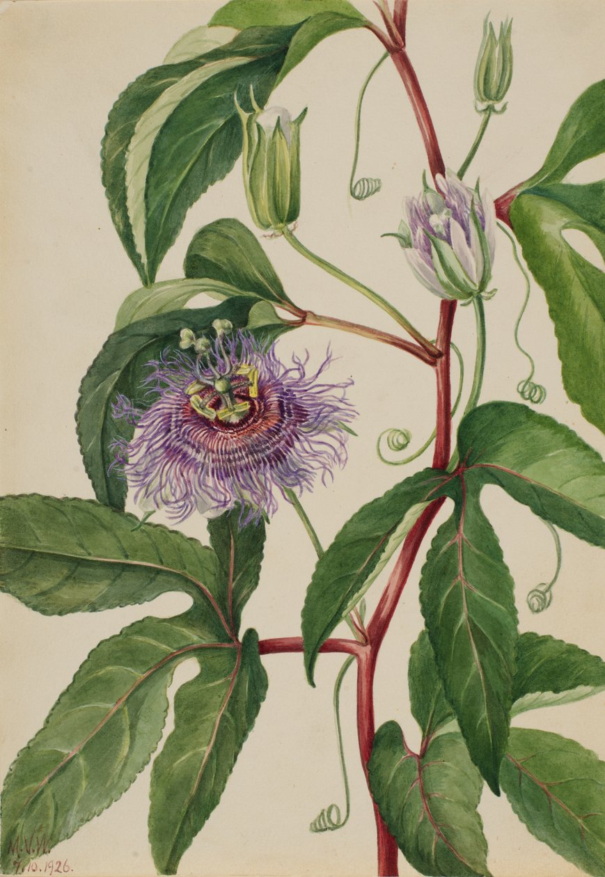 Maypop Passiflora incarnata, 1926 door Mary Vaux Walcott