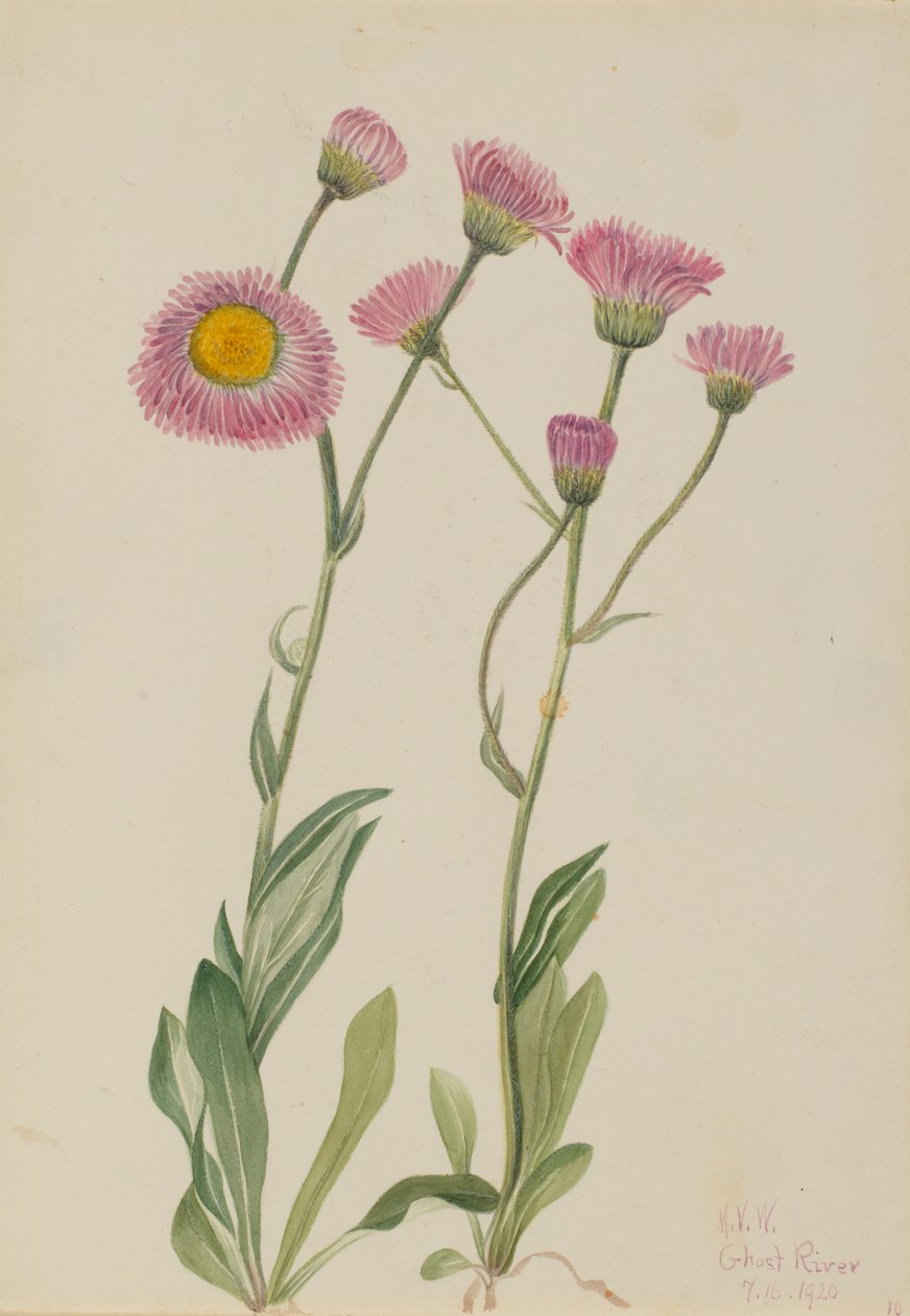 Weidevlo (Erigeron speciosus) door Mary Vaux Walcott