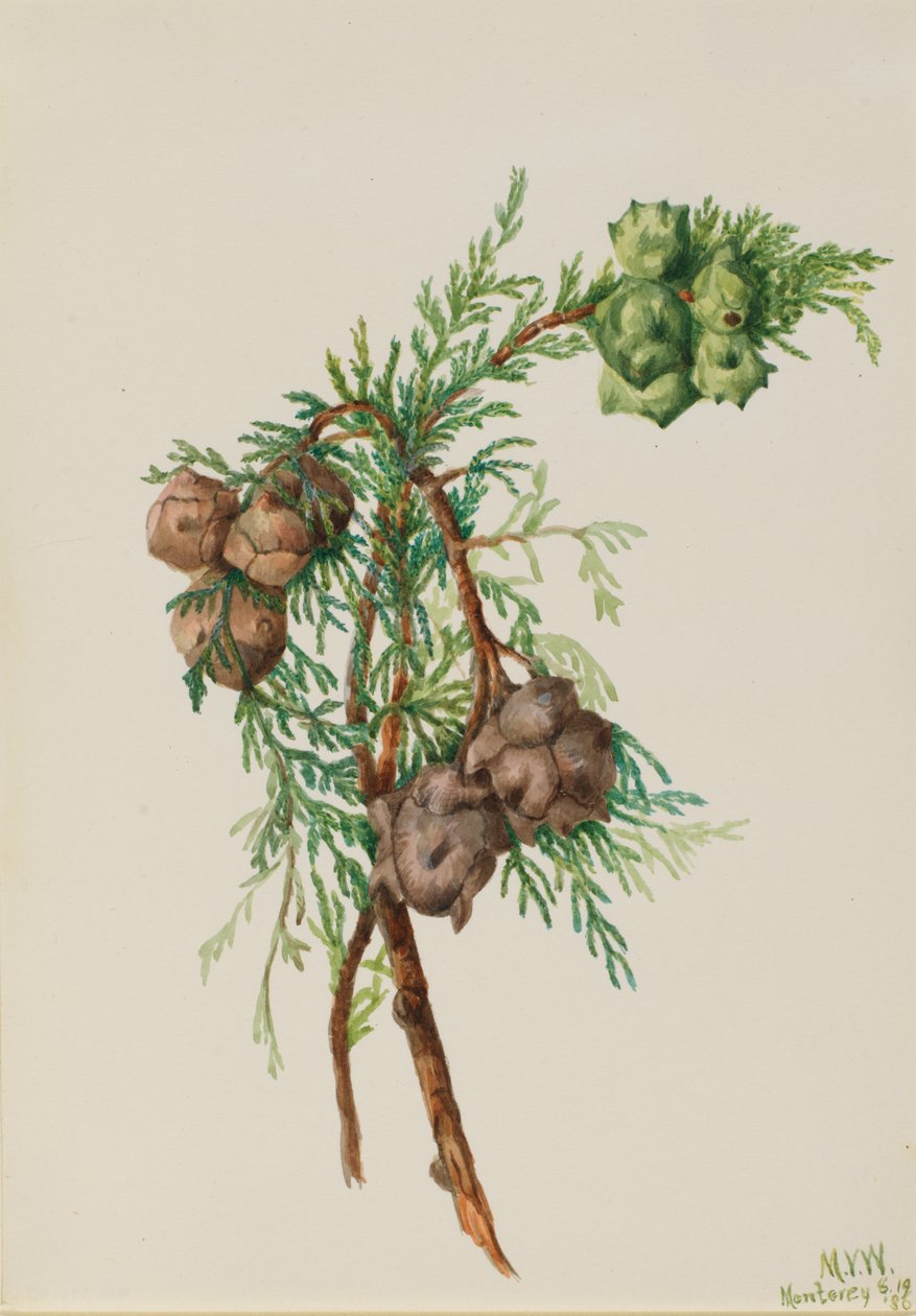 Montereycipres (Cupressus macrocarpa) door Mary Vaux Walcott