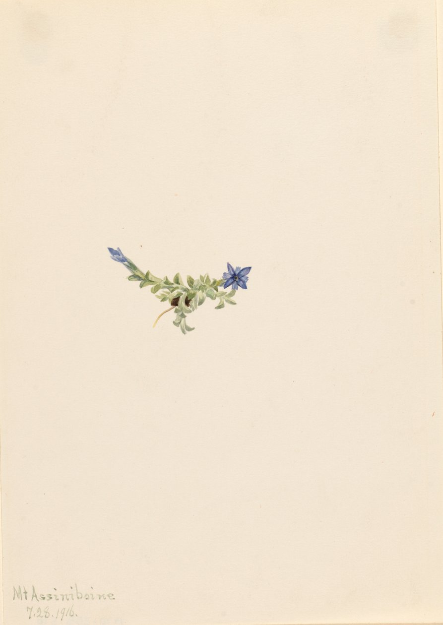 Mosgentiaan Gentiana prostrata door Mary Vaux Walcott