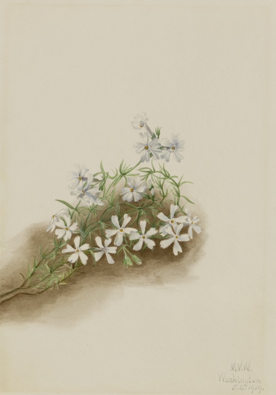 Mosroze (Phlox subulate) door Mary Vaux Walcott