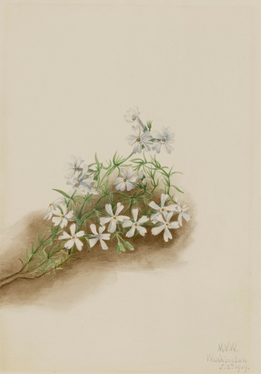 Mosroze Phlox subulata door Mary Vaux Walcott