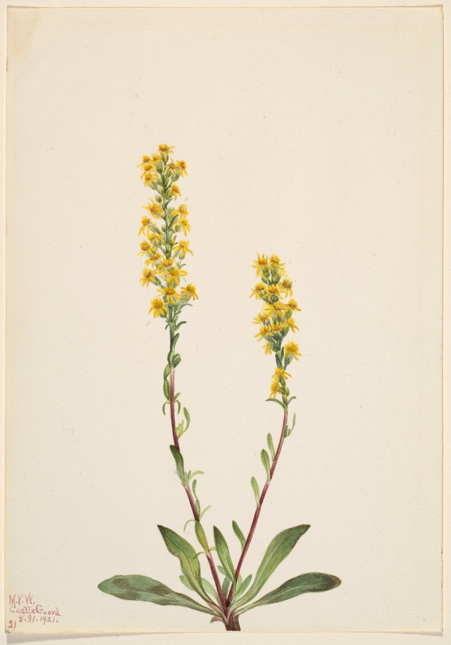 Berg guldenroede (Solidago oreophila) door Mary Vaux Walcott