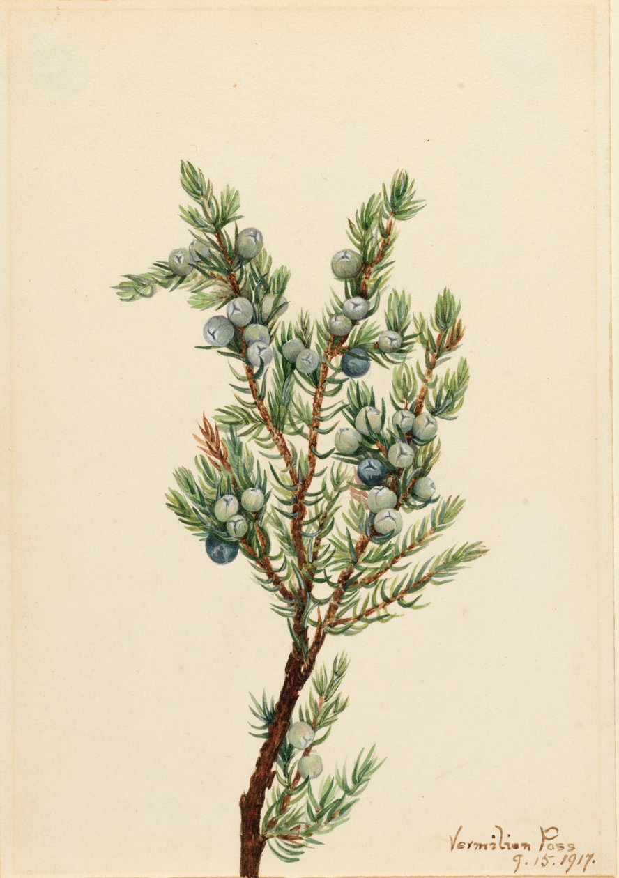 Bergjeneverbes Juniperus sibirica door Mary Vaux Walcott