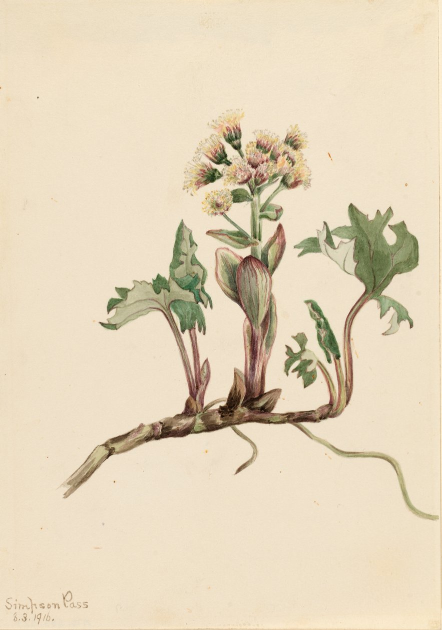 Groot hoefblad (Petasites hyperboreus) door Mary Vaux Walcott