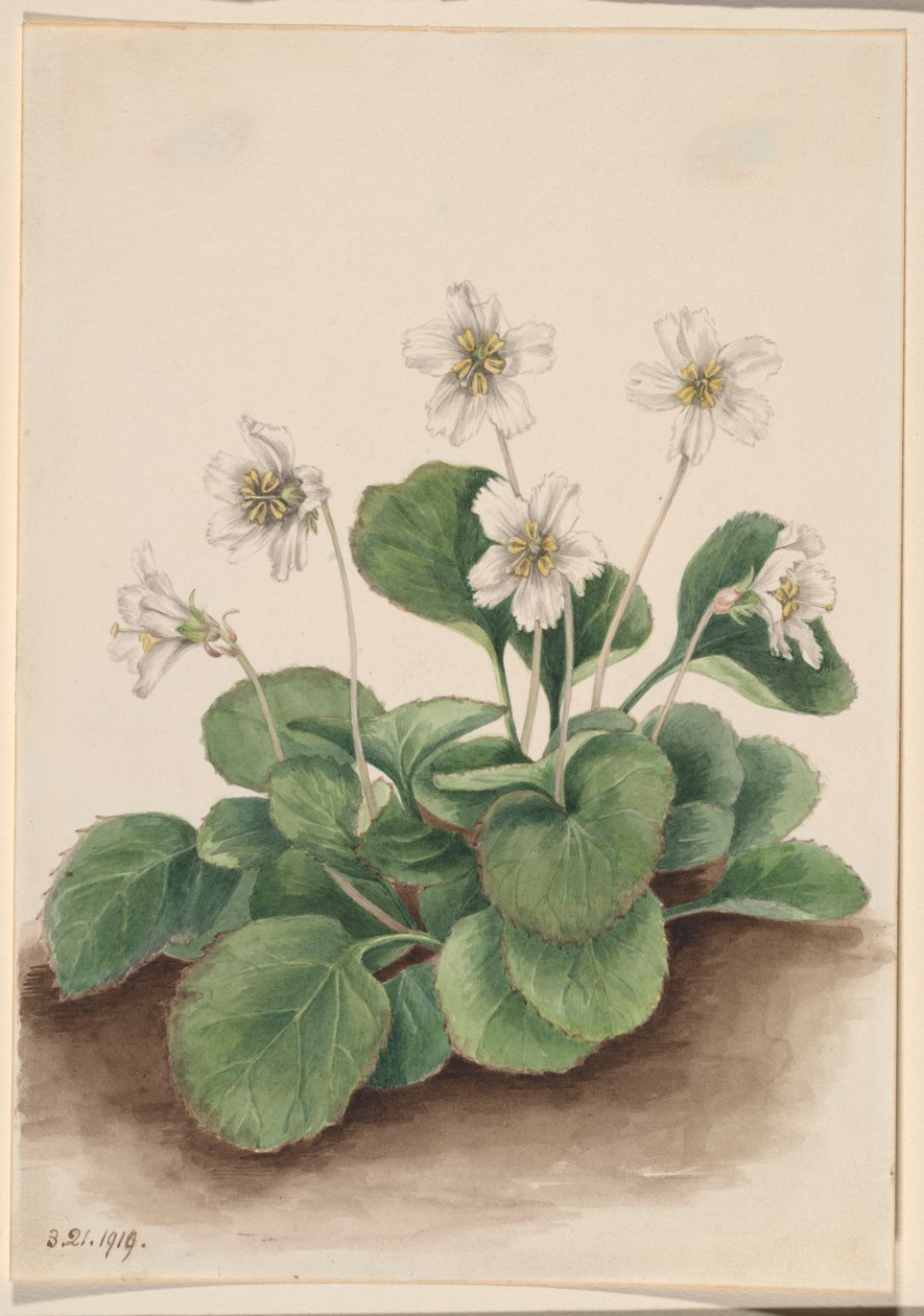 Oconee klokken (Shortia galacifolia) door Mary Vaux Walcott