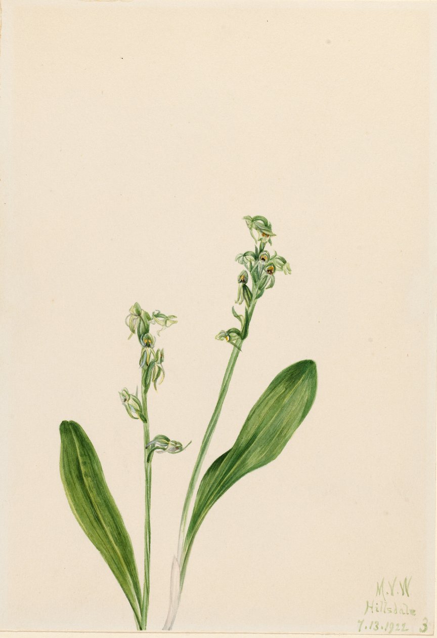 Eenbladige orchidee (Habenaria obtusata) door Mary Vaux Walcott