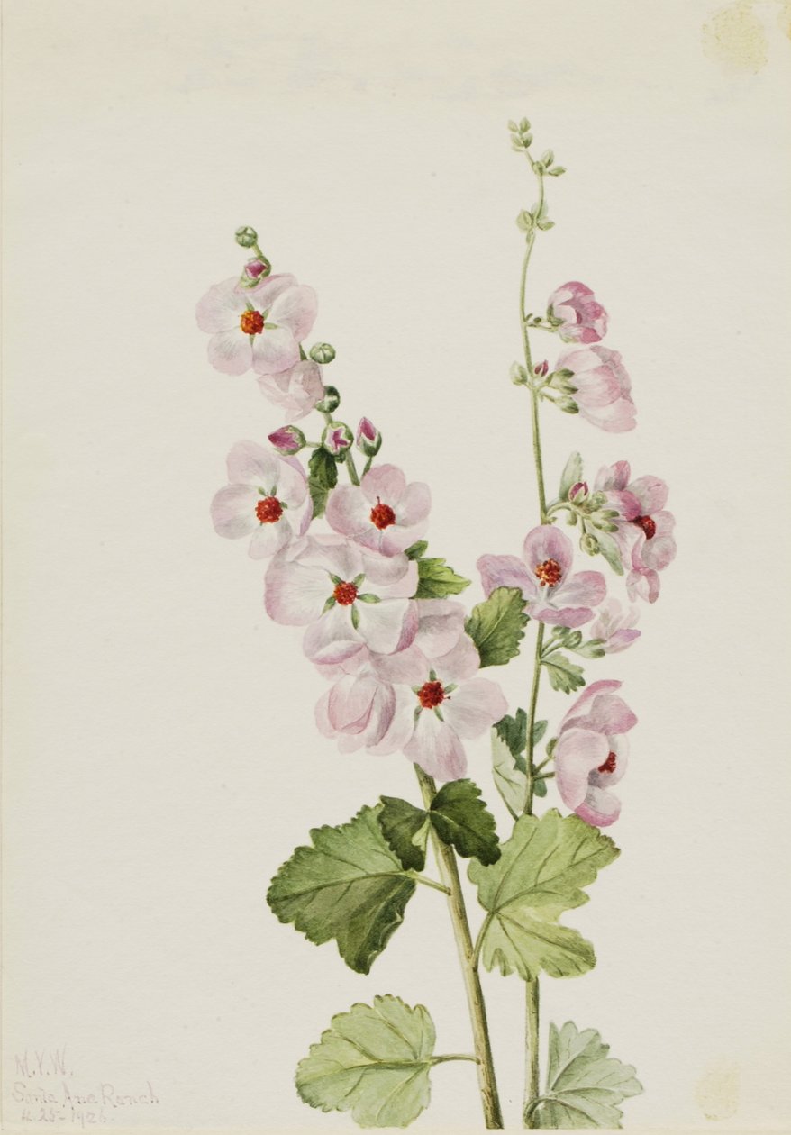 Oranje-ooggloemkruid (Sphaeralcea davidsonii) door Mary Vaux Walcott
