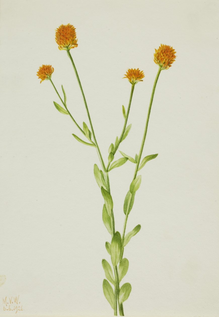 Oranje Polygala (Polygala lutea) door Mary Vaux Walcott