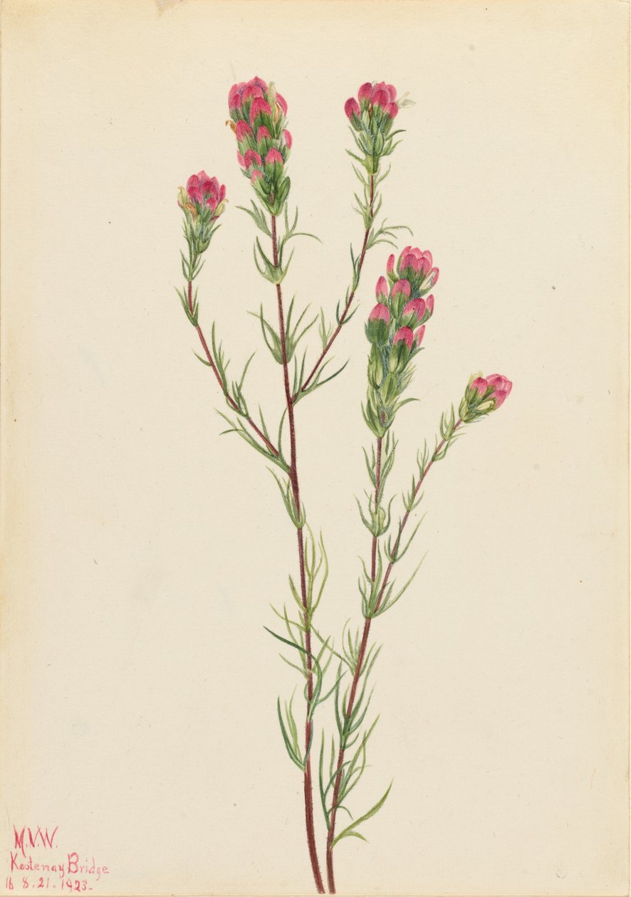 Uilenklaver (Orthocarpus tenuifolius) door Mary Vaux Walcott