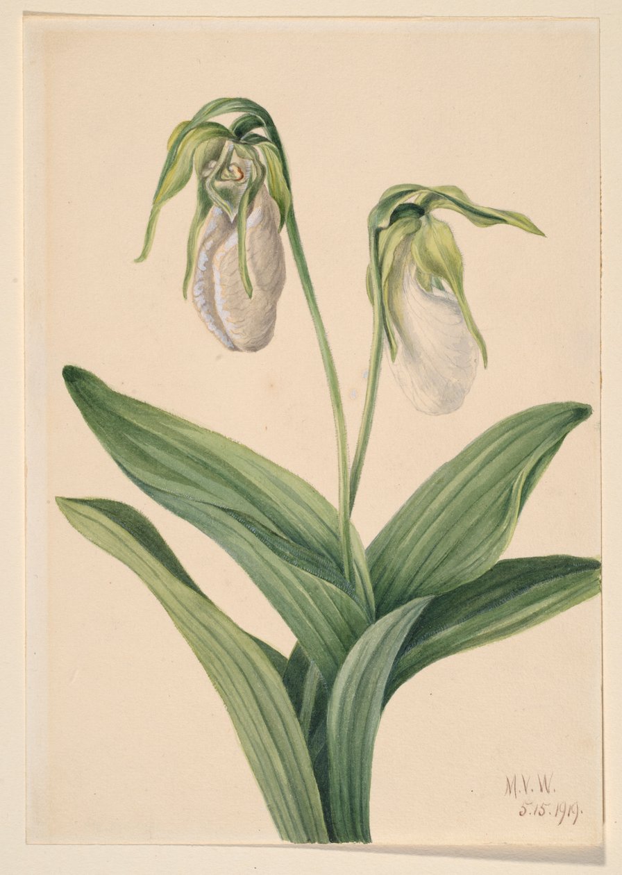 Bleek damesslippertje (Cypridedium acaule) door Mary Vaux Walcott