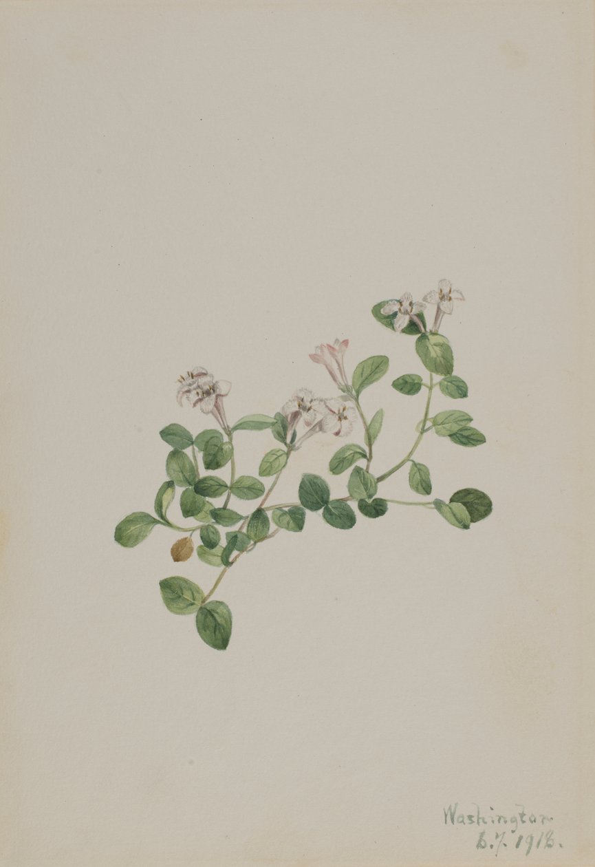 Patrijsbes (Mitchella repena) door Mary Vaux Walcott