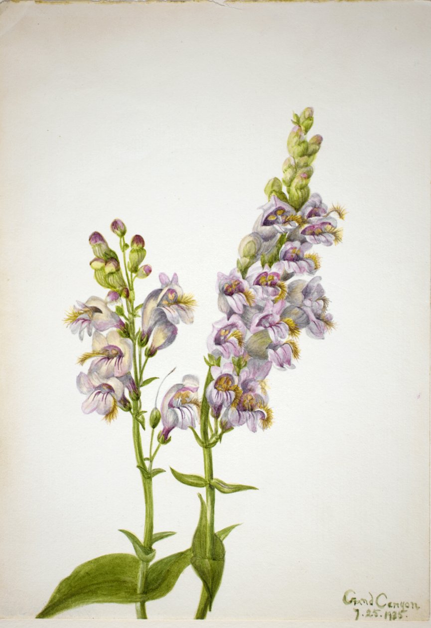 Pentstemon Pentstemon macranthus door Mary Vaux Walcott