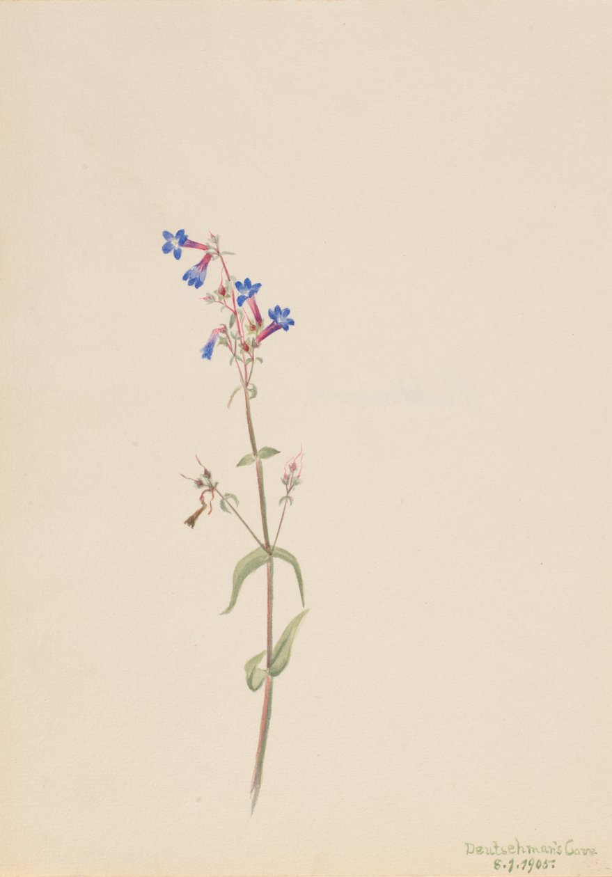 Pentstemon Pentstemon procerus door Mary Vaux Walcott