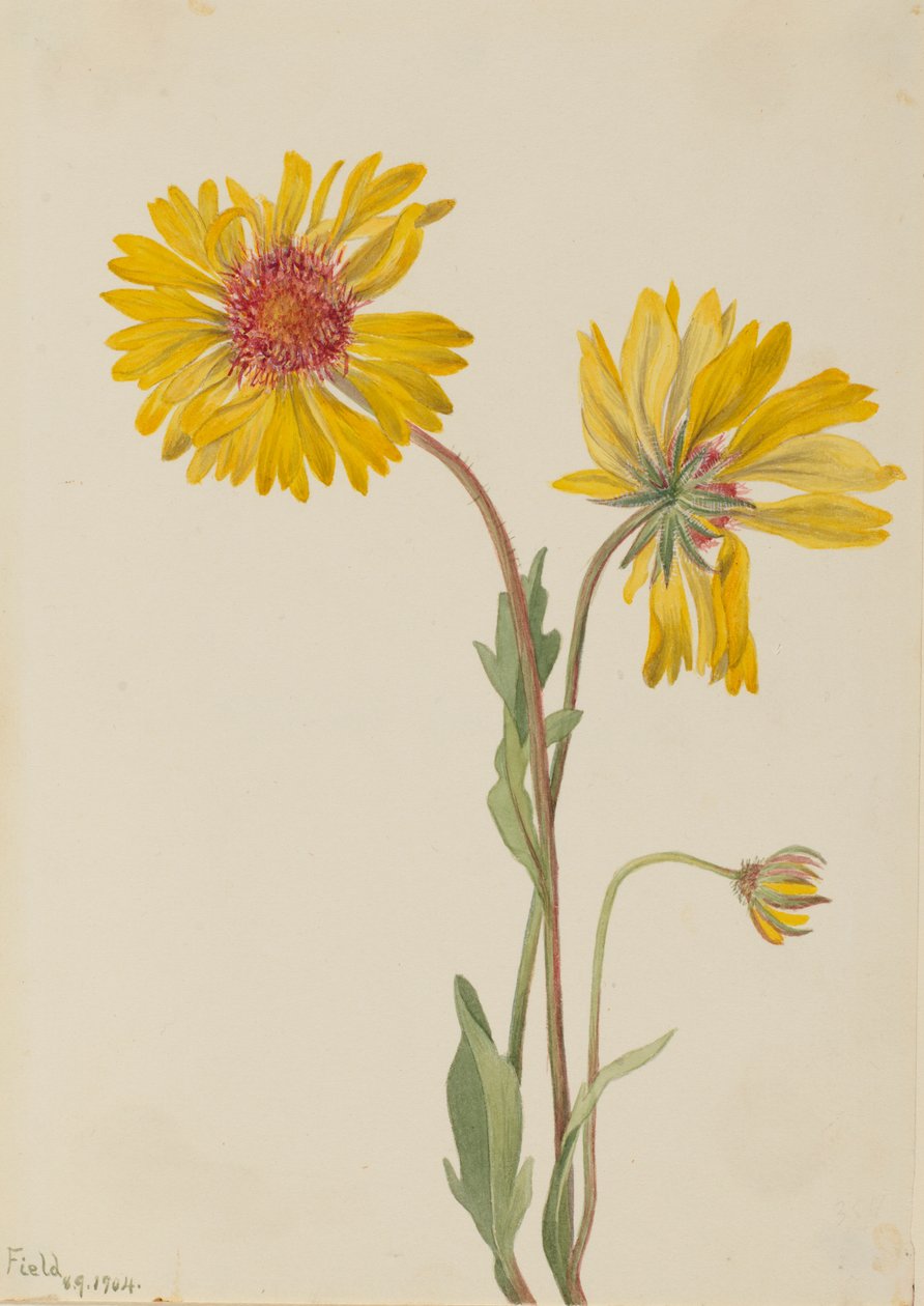 Meerjarige Gaillardia (Gaillardia aristata) door Mary Vaux Walcott