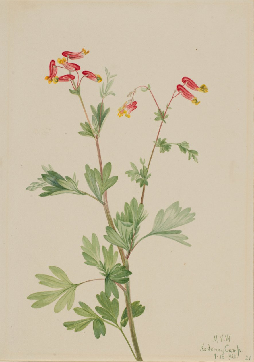 Roze meelwortel (Capnoides sempervirens) door Mary Vaux Walcott