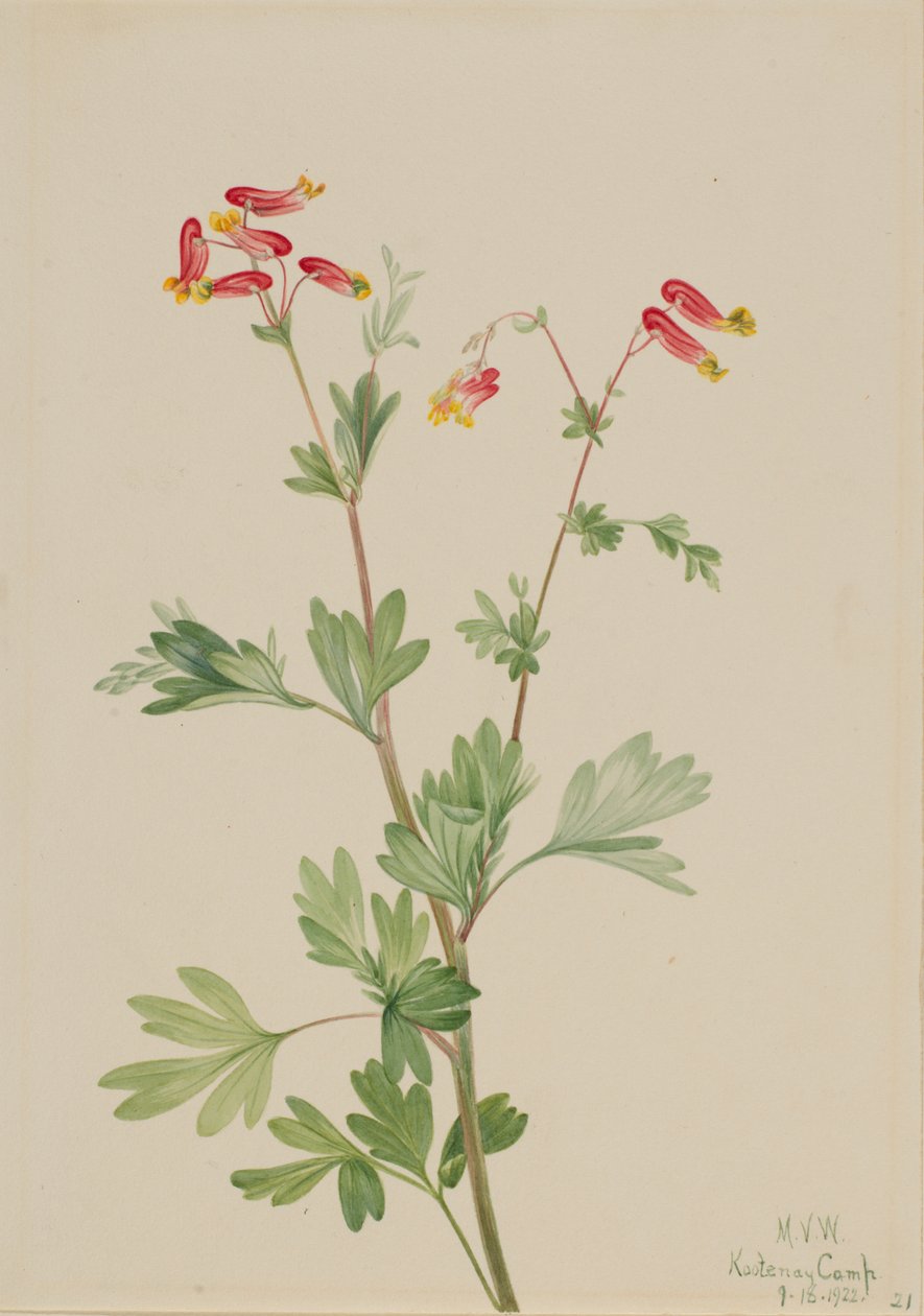 Roze Fumeroot Capnoides sempervirens, 1922 door Mary Vaux Walcott