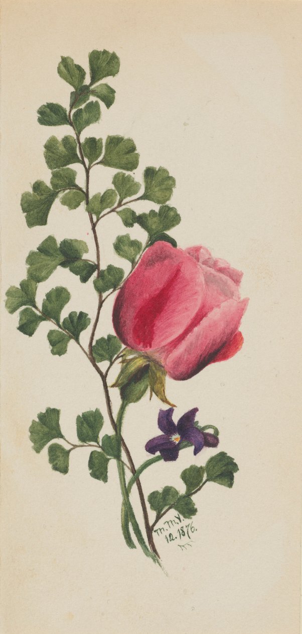 Roze Roos met Viooltje door Mary Vaux Walcott