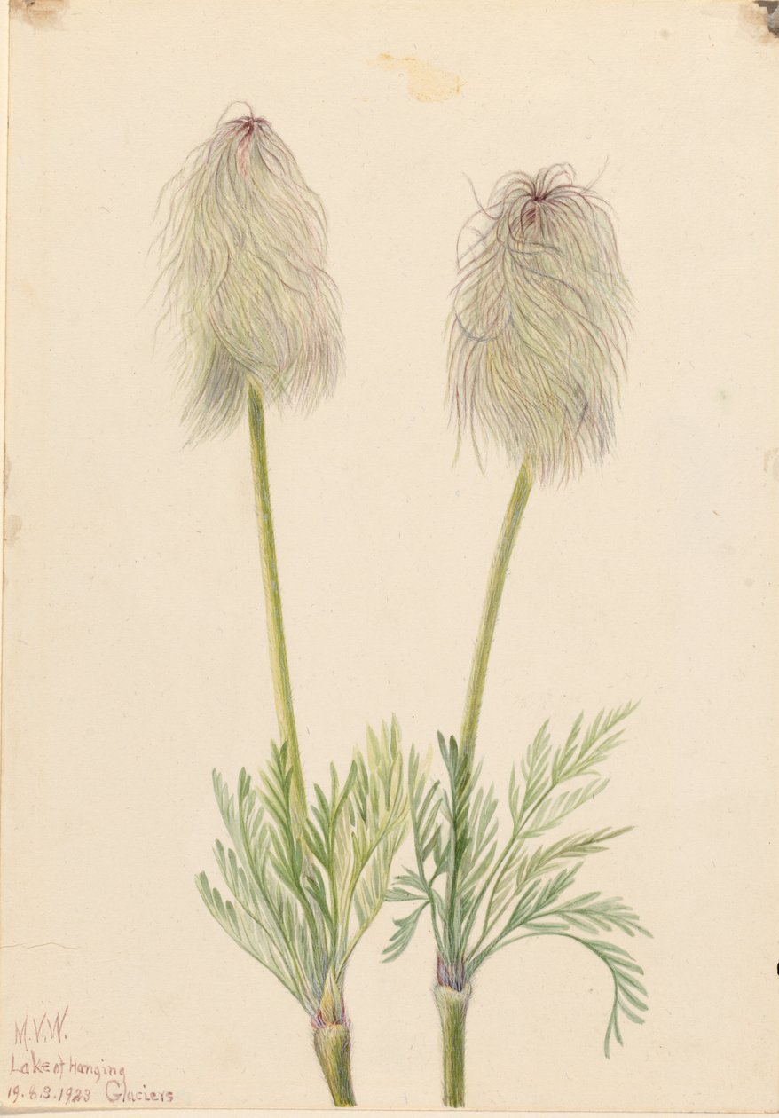 Pluimanemoon (Pulsatilla occidentalis) door Mary Vaux Walcott
