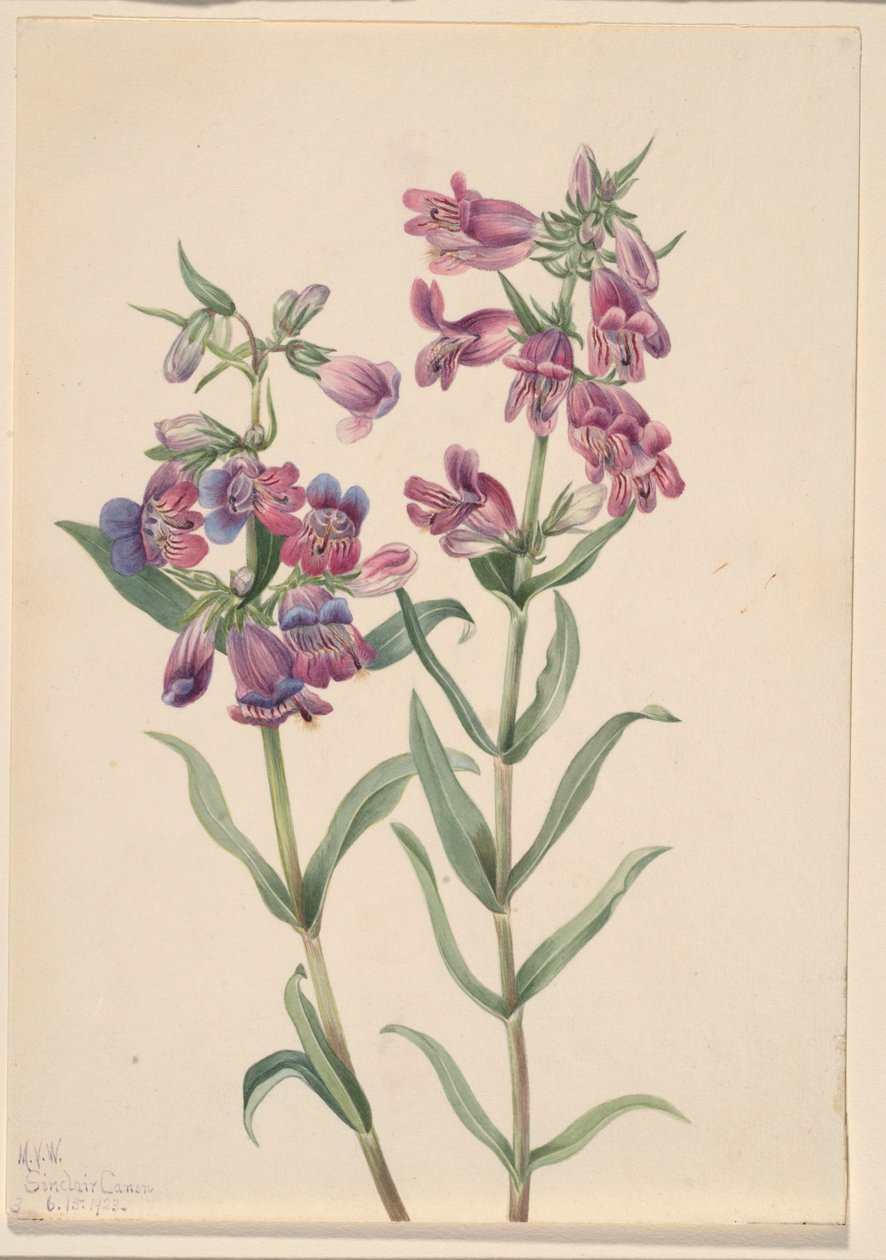 Prairie Pentstemon (Pentstemon erianthera) door Mary Vaux Walcott