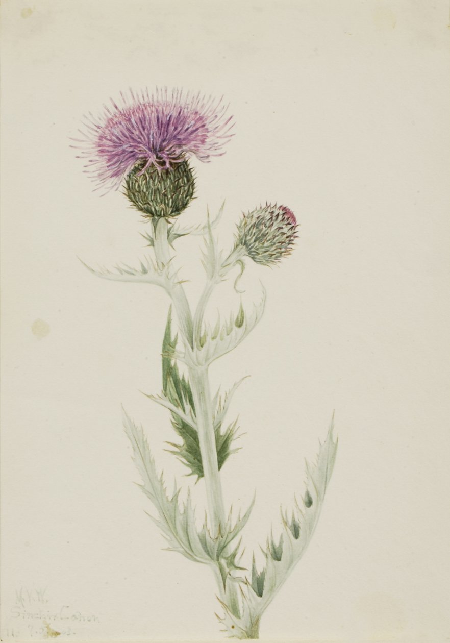 Prairie Distel Cirsium undulatum, 1923 door Mary Vaux Walcott