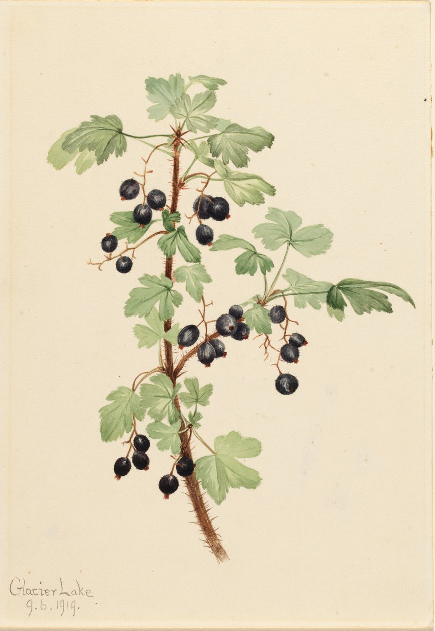 Kleine aalbes (Ribes lacustre) door Mary Vaux Walcott