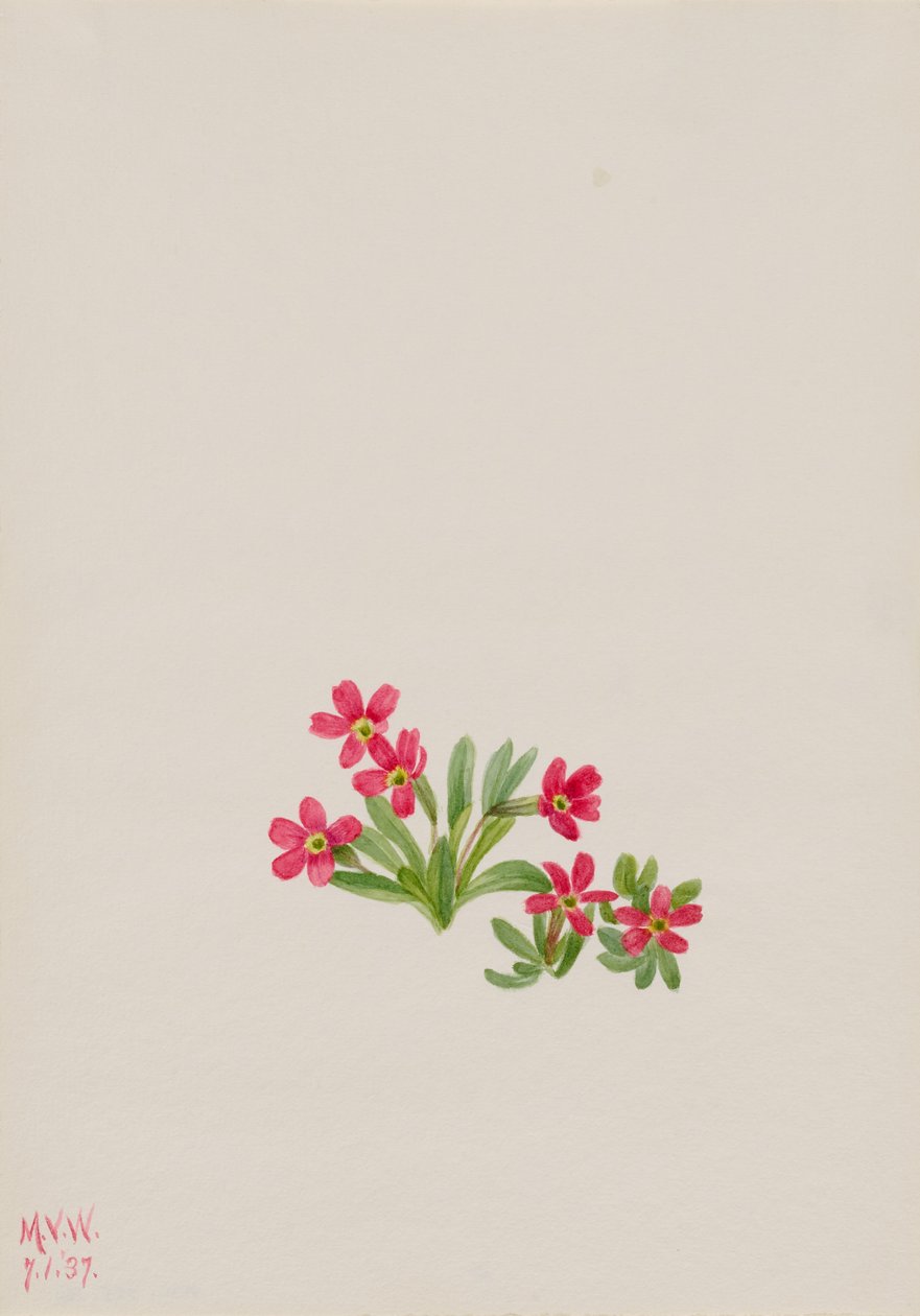 Primula (Primula angustifolia) door Mary Vaux Walcott