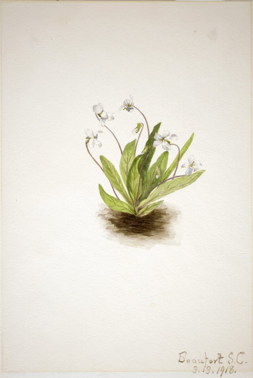 Primula viooltje (Viola primulifolia) door Mary Vaux Walcott
