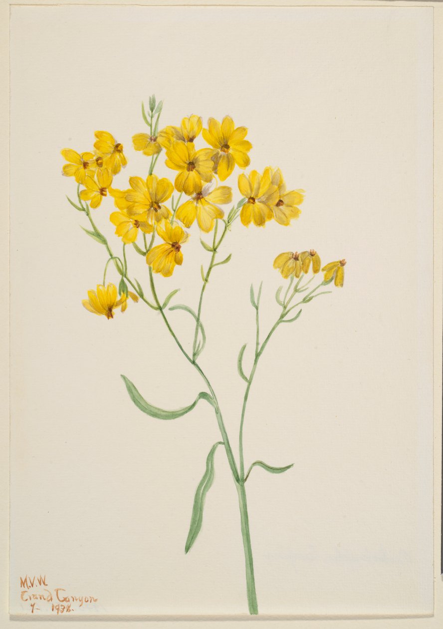 Psilostrophe sparsiflora door Mary Vaux Walcott