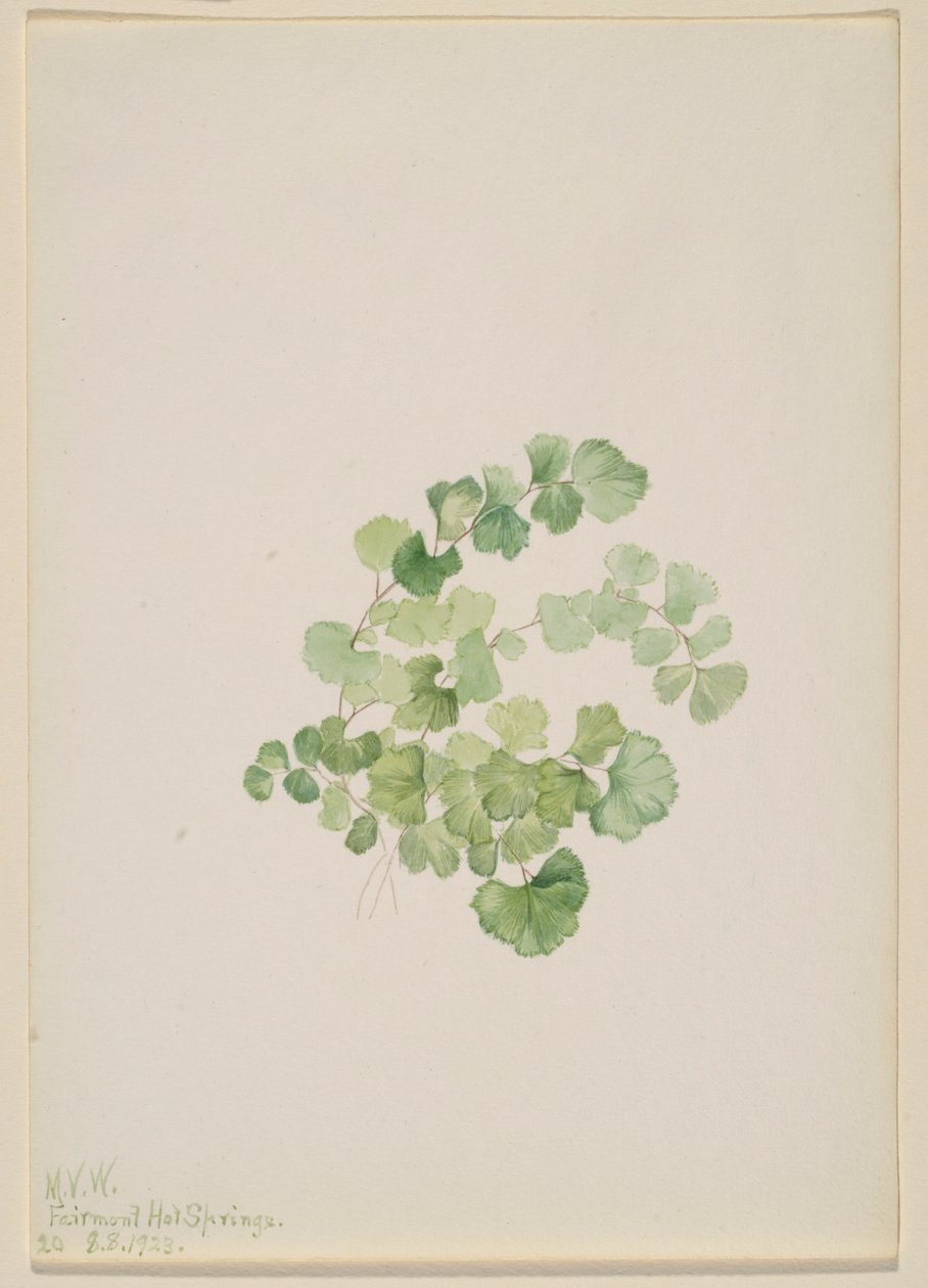 Puccoon (Lithospermum ruderale) door Mary Vaux Walcott