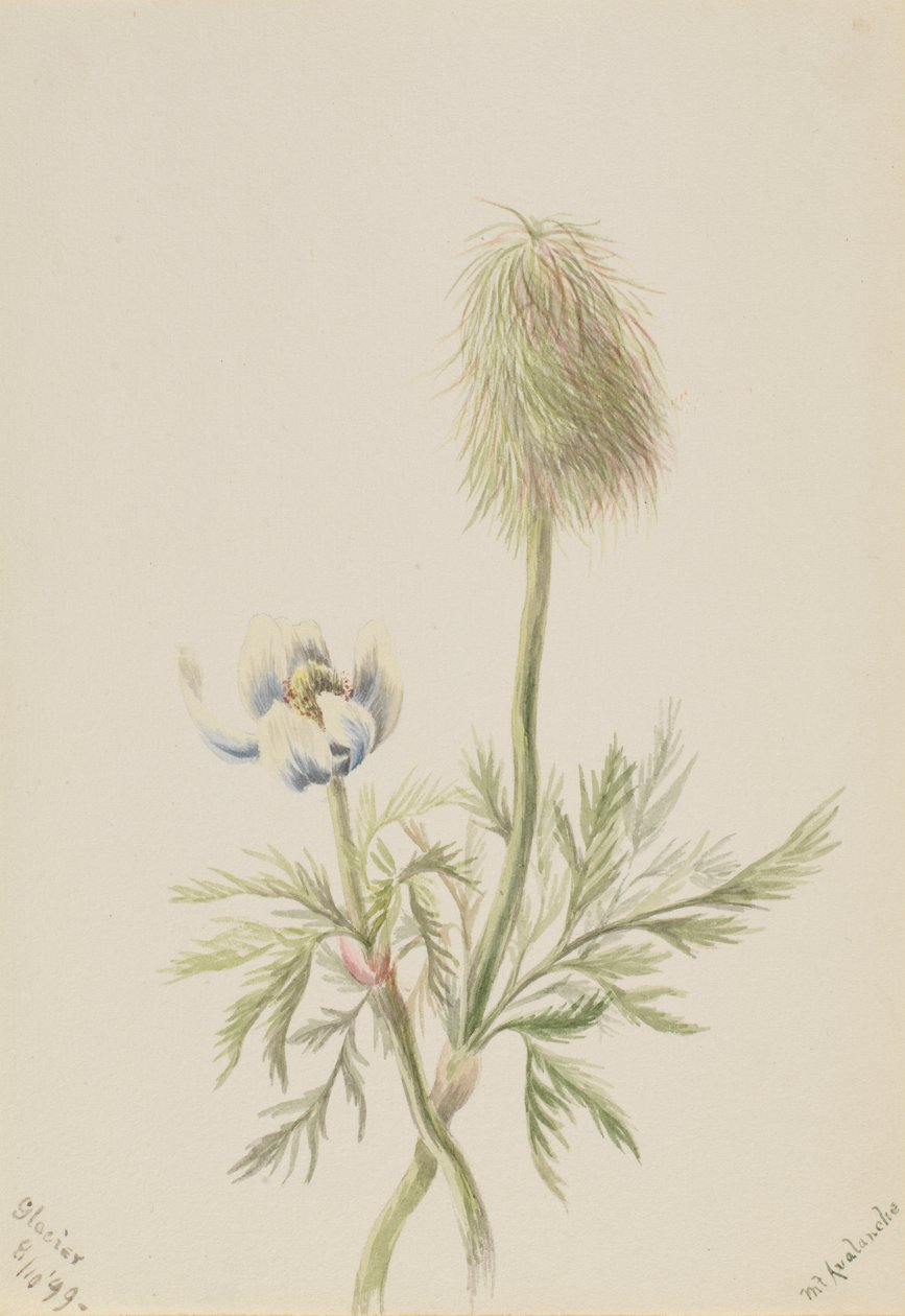 Pulsatilla occidentalis door Mary Vaux Walcott