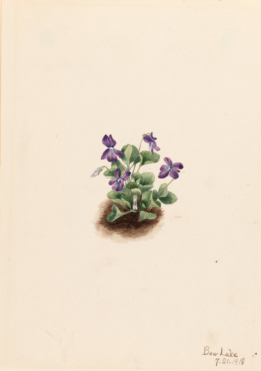 Paarse bergviolet Viola adunca, 1918 door Mary Vaux Walcott
