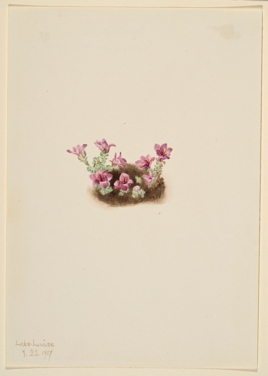 Purpersaxifrage (Saxifrage oppositifolia) door Mary Vaux Walcott