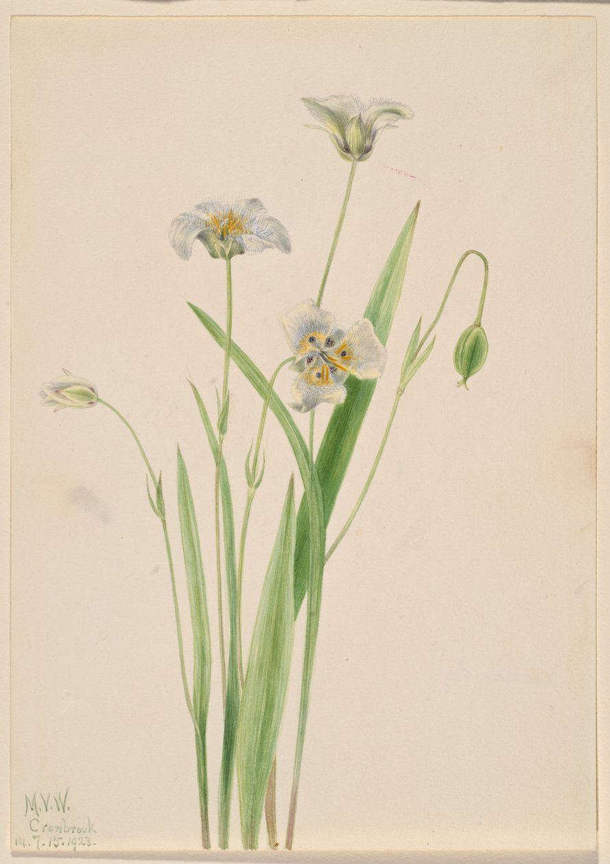 Pussy-ears (Calochortus elegans) door Mary Vaux Walcott