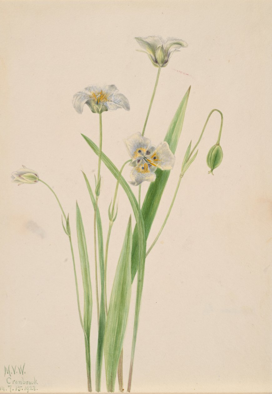 Pussy-ears Calochortus elegans, 1923 door Mary Vaux Walcott