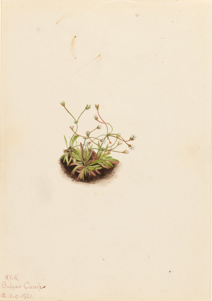 Pygmee Androsace Androsace subumbellata, 1921 door Mary Vaux Walcott