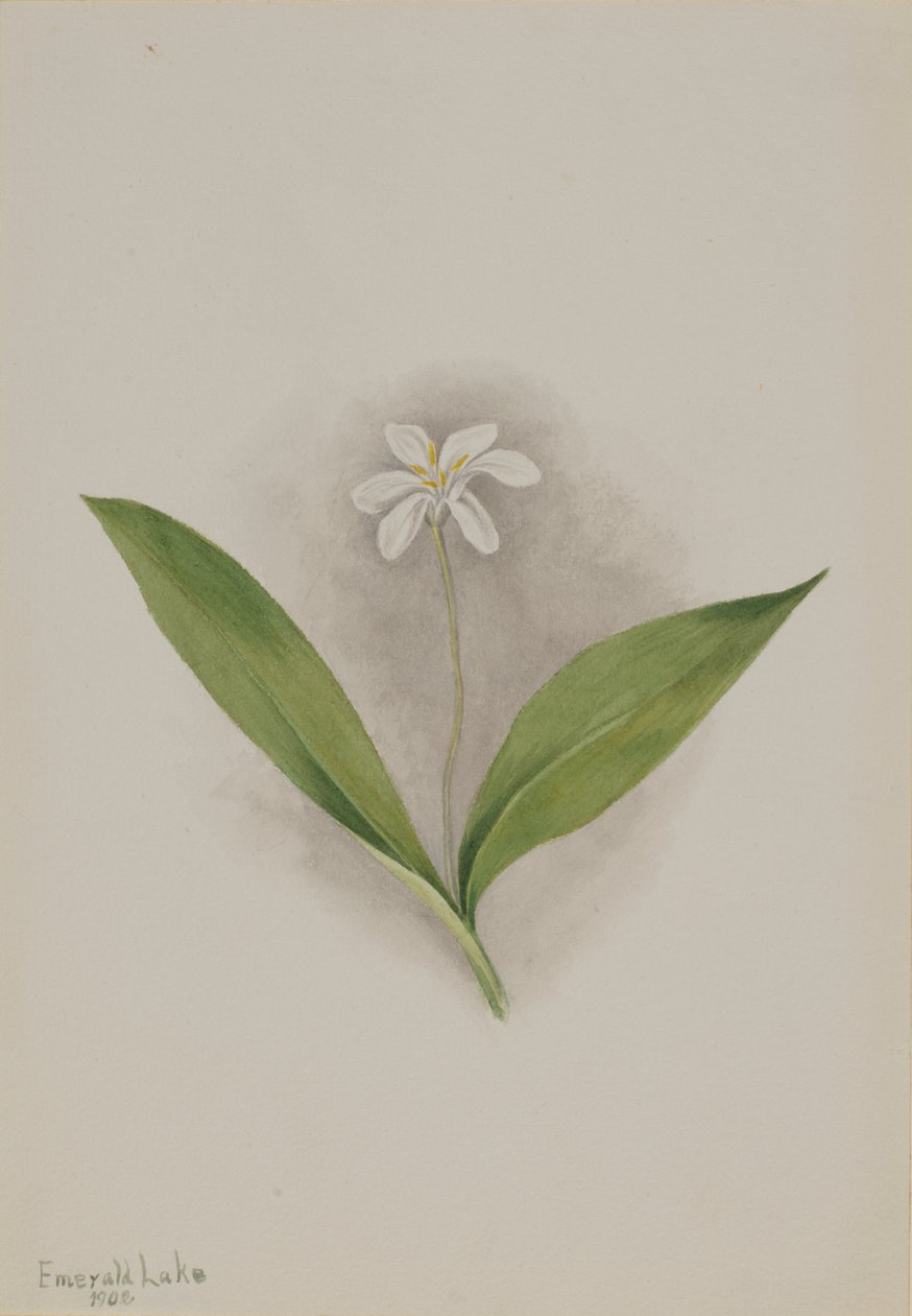 Dotterbloem (Clintonia uniflora) door Mary Vaux Walcott