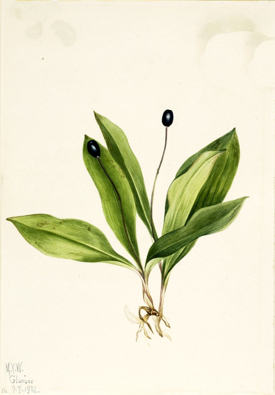 Queencup Clintonia uniflora, 1922 door Mary Vaux Walcott