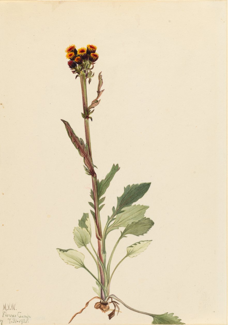 Rayless gaardsbloem (Senecio pauciflorus) door Mary Vaux Walcott