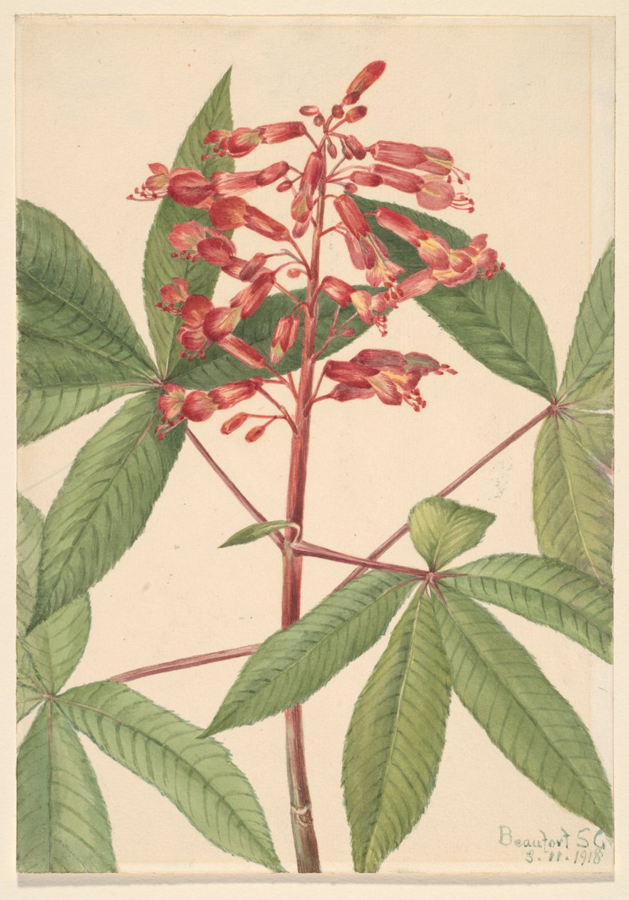 Rode pavia (Aesculus pavia) door Mary Vaux Walcott